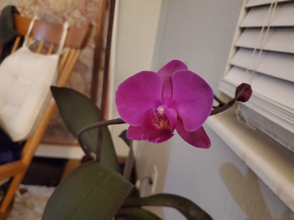 A big purple orchid bloom in front of a rocking chair and window blinds 
