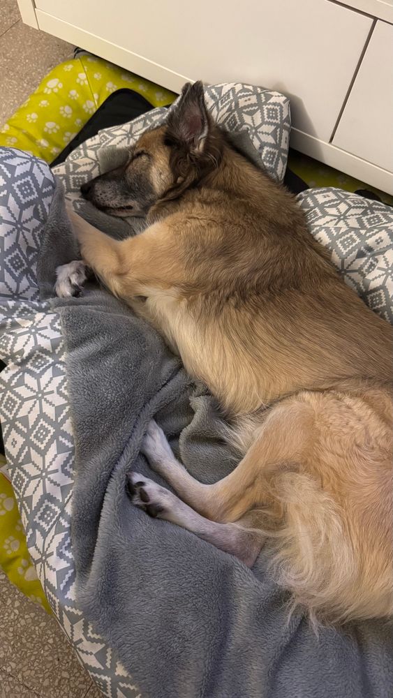 Chiens beige qui dort sur un gros coussin gris