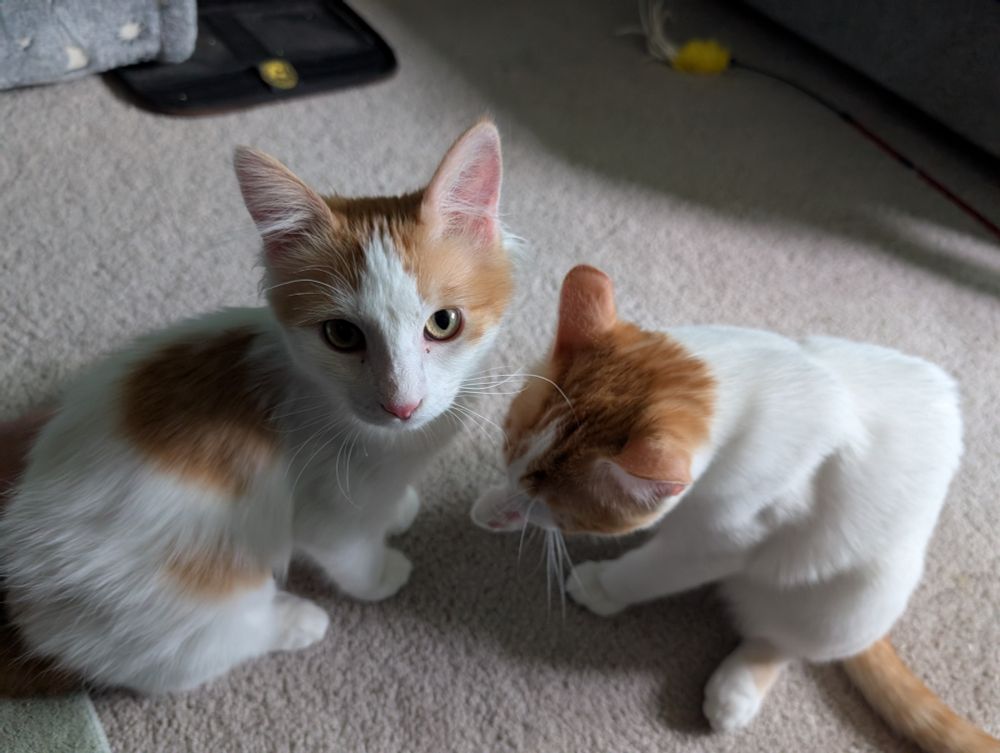 Ezri (left) and Miles (right) are a bonded pair of harlequin (orange patches on white coat) shorthair kittens.