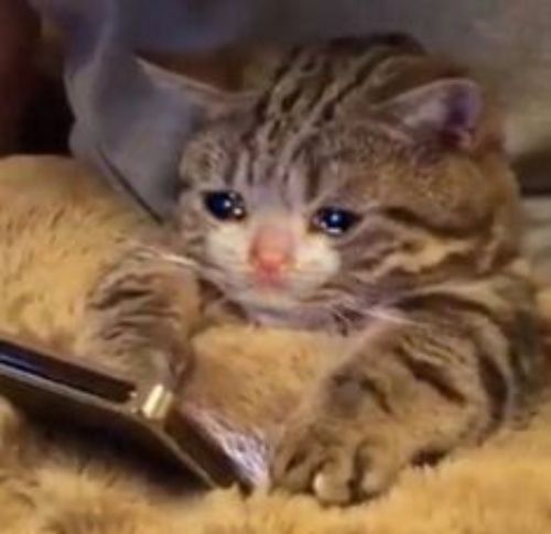crying cat meme