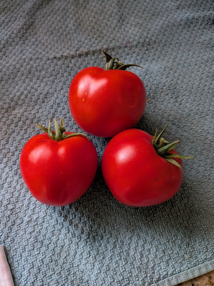 Three beautiful ripe slicer tomatoes sit on a blue dish towel, ready to be the T in a forthcoming BLT