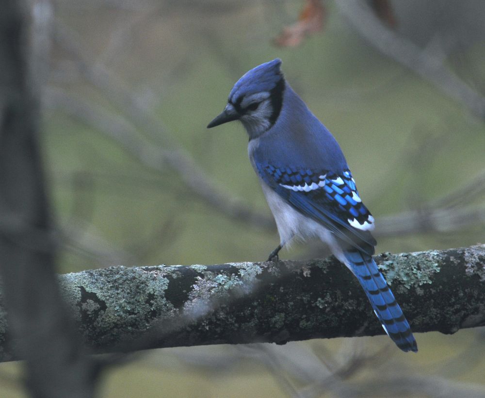 Warm-adapted Blue jay (Cyanocitta cristata) is more abundant near forest edges than in deep forest and may contribute to the community level changes edges of protected areas.