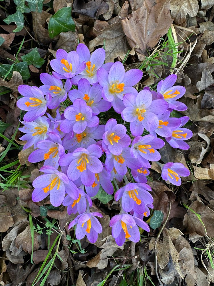Purple crocus on Clapham Common, pictured from above. 