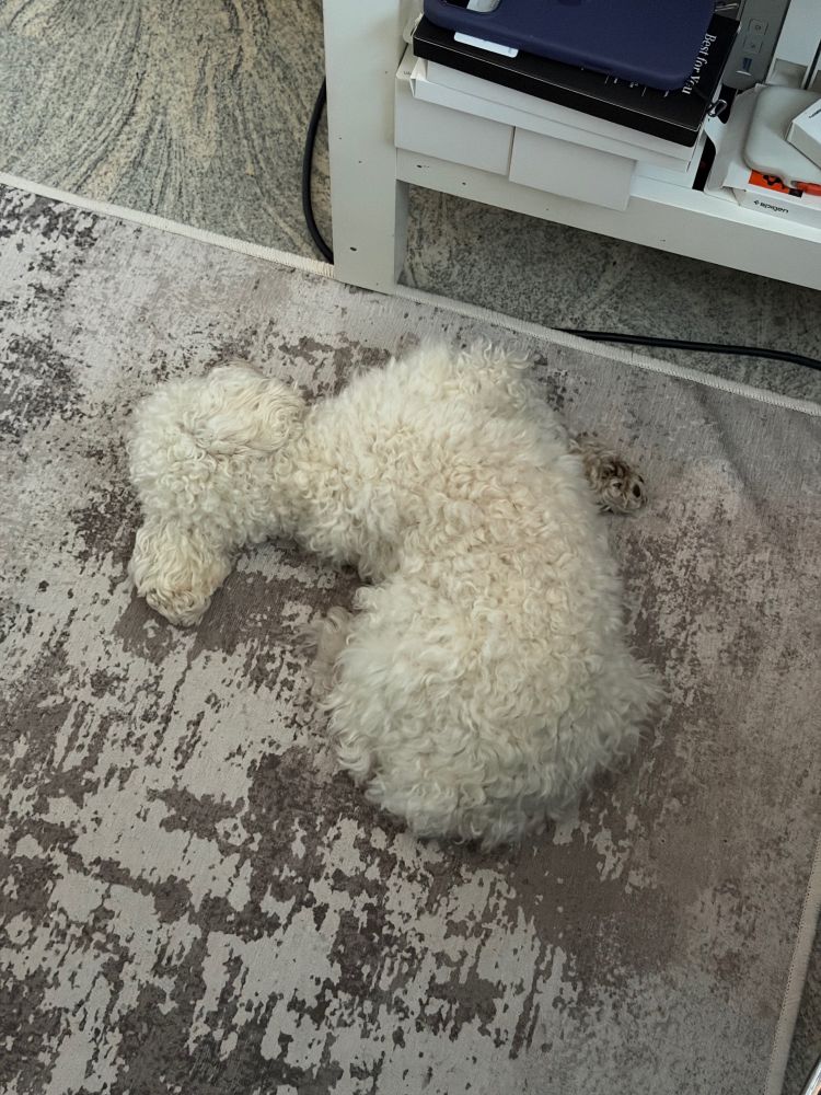 Ein kleiner weißer Hund liegt etwas verdreht auf einem grauweißen Teppich