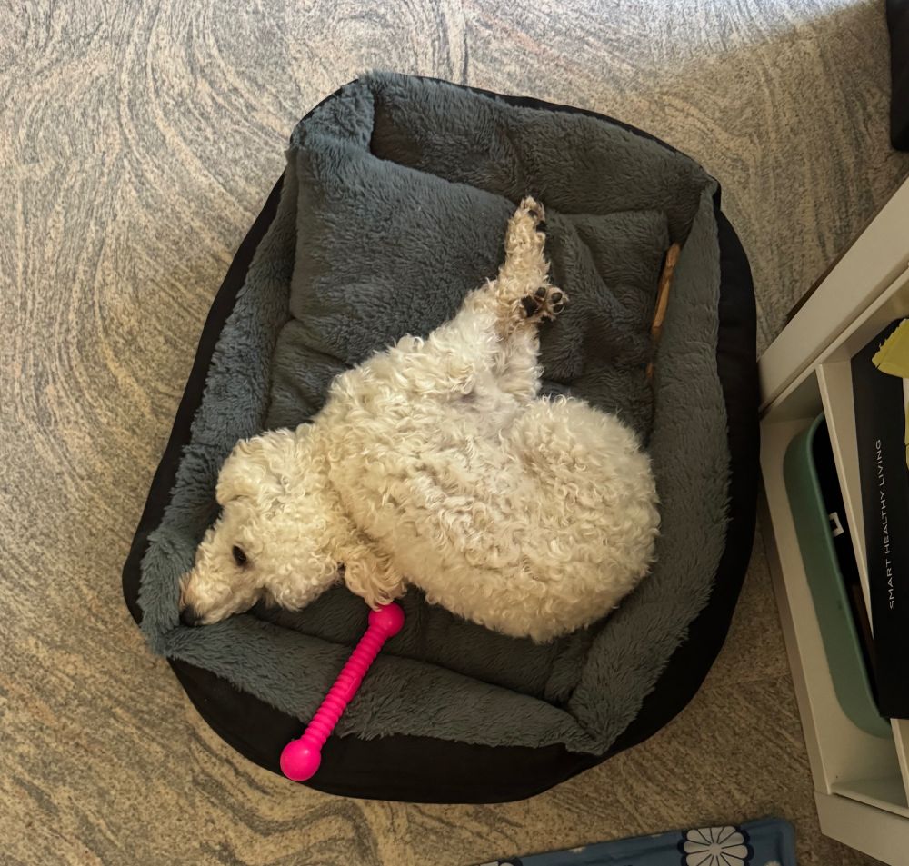 in einem dunkelgrauen Bettchen liegt ein kleiner weißer Hund. Man kann zwar die Schnauze und 2 Beine erkennen, aber alles wirkt total verdreht.