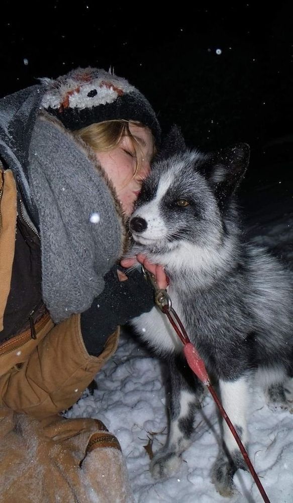 a snowy nighttime photo of the late Mikayla Raines of SaveAFox, giving a sweet kiss on the head to Tonia, a beautiful black and white fox who was her first fur farm rescue (who passed away roughly 5 years ago).