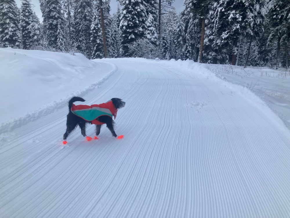 A black dog in a teal and red jacket and orange booties saunters jauntily across a groomed ski trail