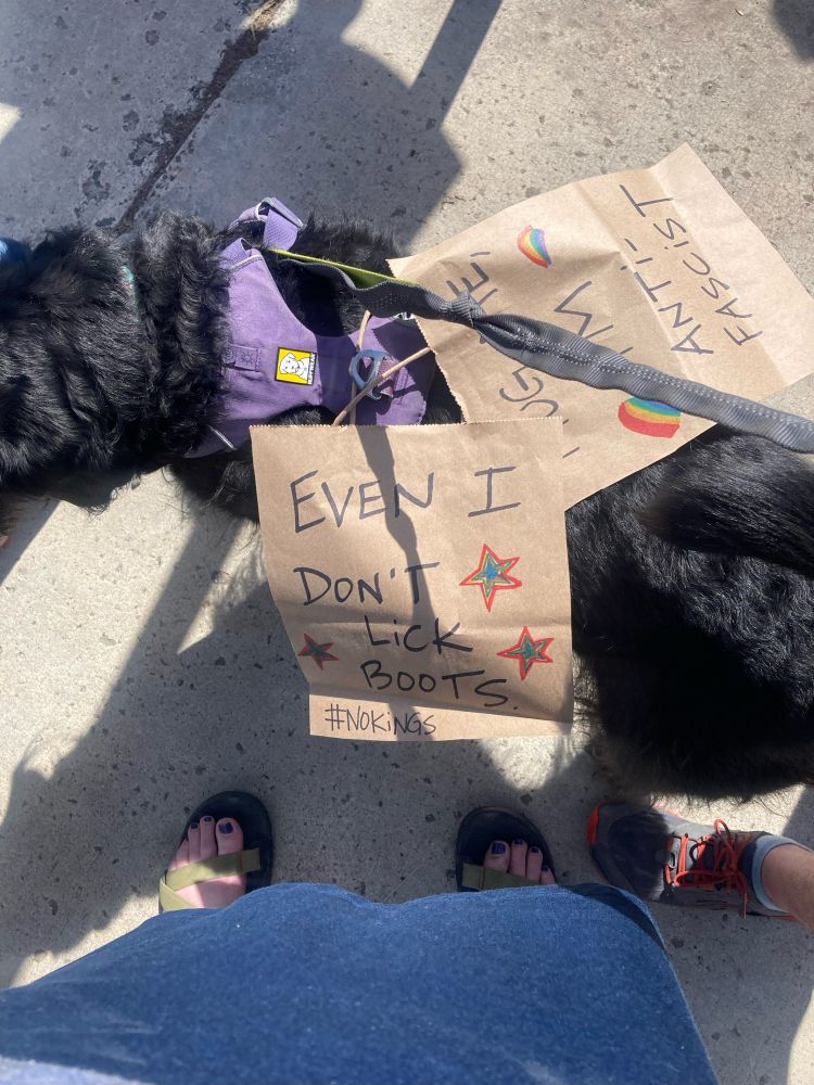 A black dog in a purple harness wearing two protest signs, one of which reads “even I don’t lick boots #NoKings” and the other of which reads “hug me I’m anti-fascist”
