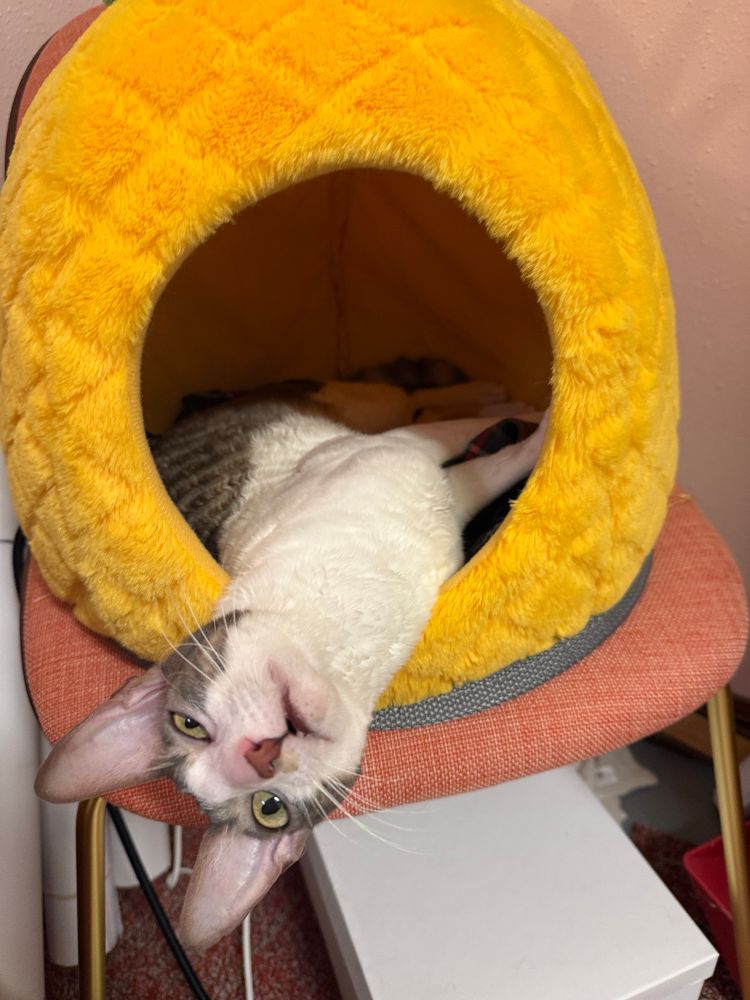 Image of a large eared Cornish Rex with her face upside down while the rest of her body sits inside a yellow pineapple cat cave. 