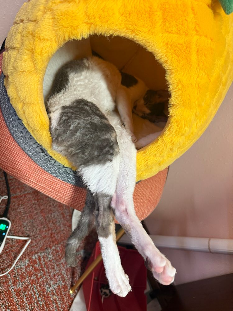 Image of a lanky cat’s legs sticking straight out of a pineapple shaped cat cave. 
