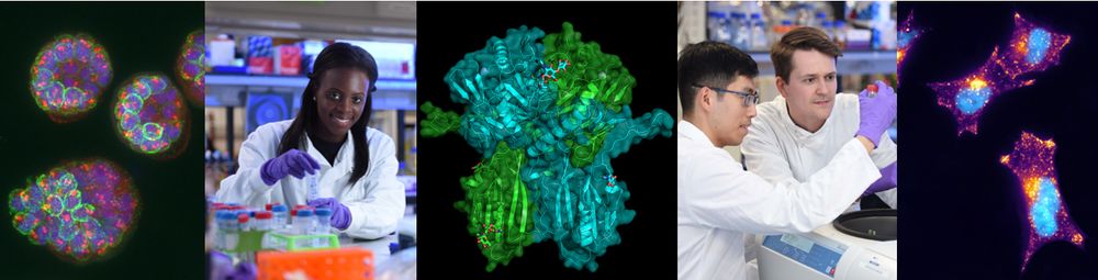 A montage image of scientists working in labs ad microscope images of cells