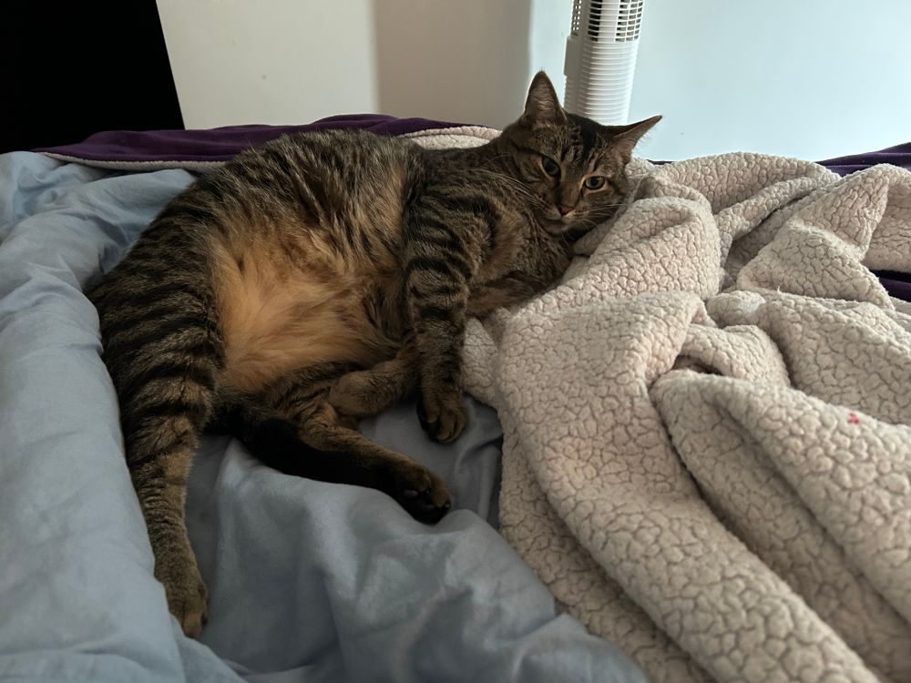 A fat tabby cat lounging in bed