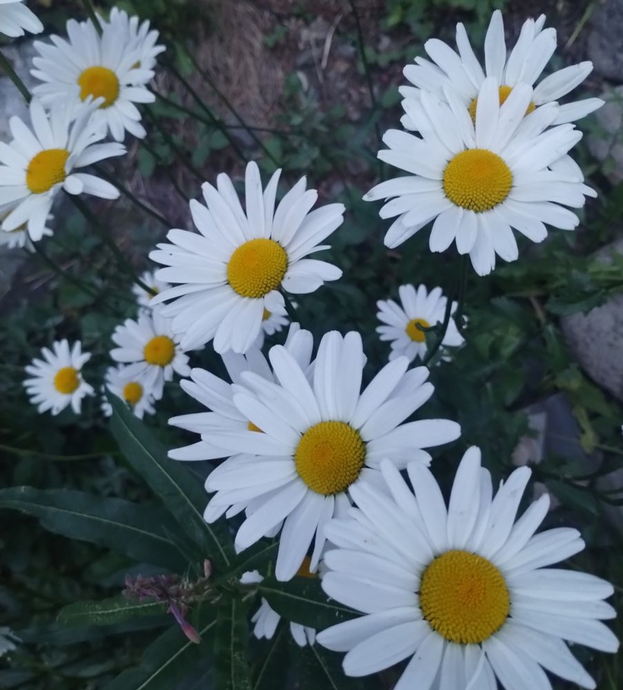 Wild daisies at dusk 