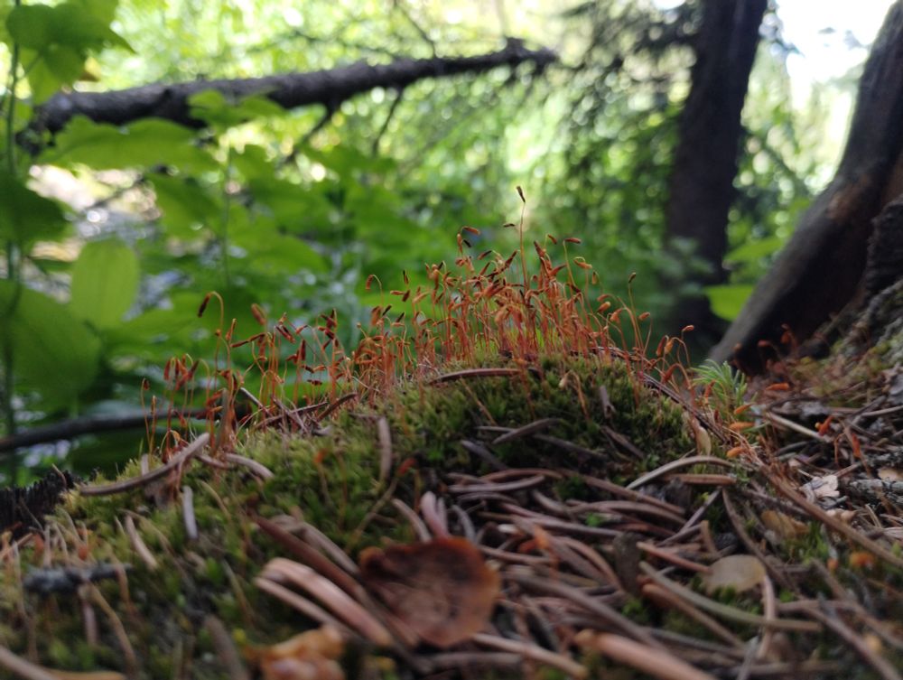Close up of forest floor moss with red filaments, as well as leaf litter. Trees and foliage in the background 