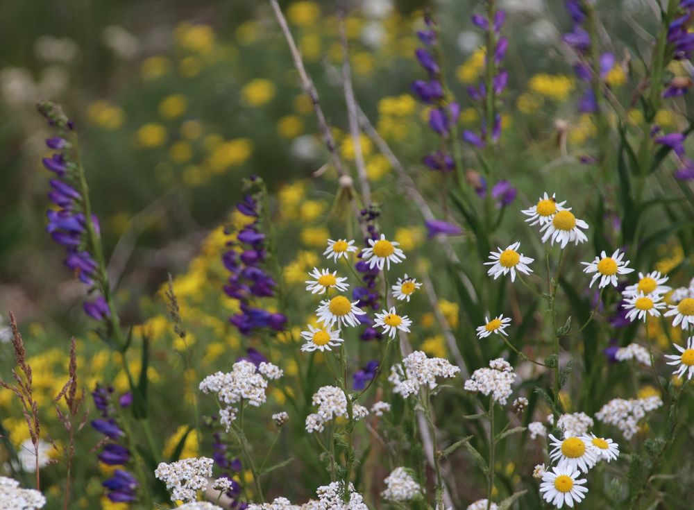 Purple, white and yellow wildflowers 