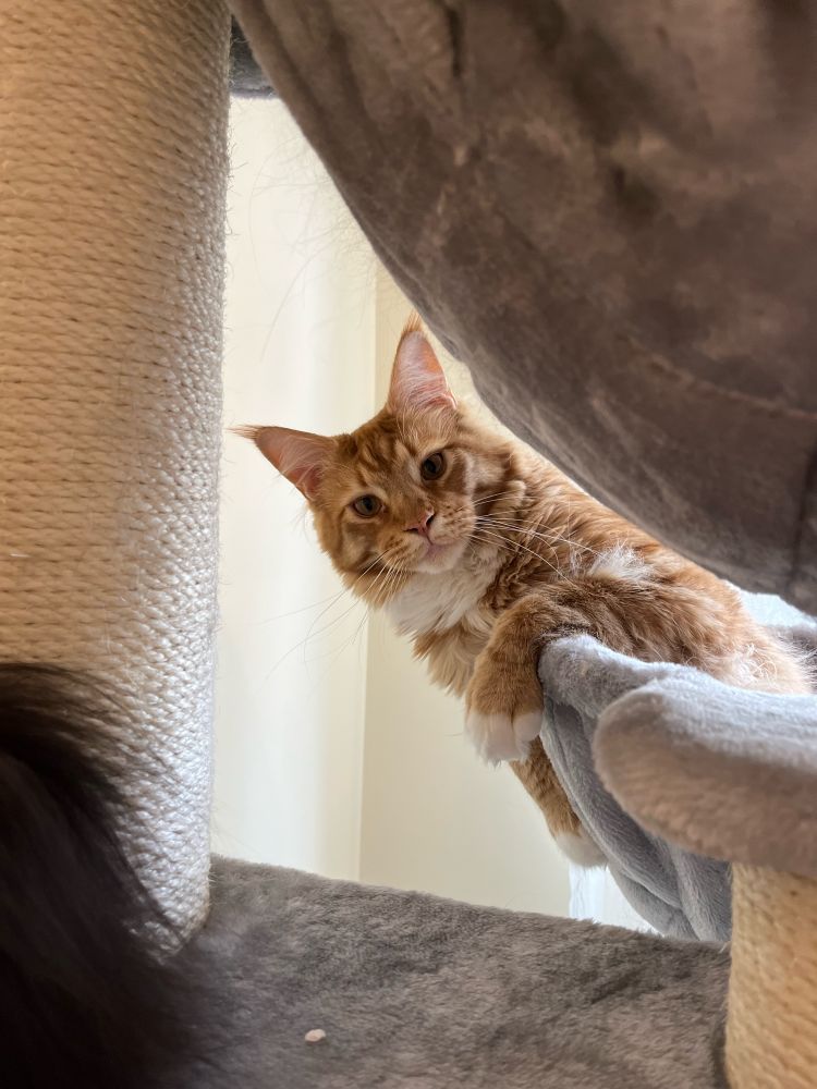 A large ginger tabby hangs out of a cat tree basket and leans to the left, one paw casually dangling over the edge of the pod like a neighbour might casually rest their arm on a shared wall while chatting to you.