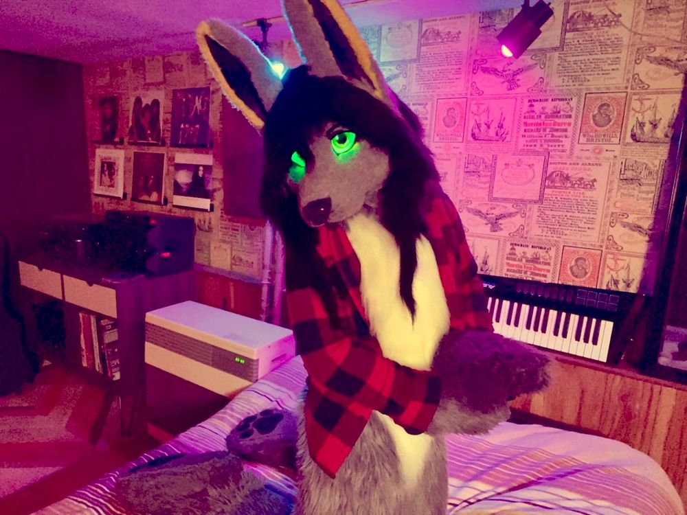 Jackal fursuit kneeling on a futon bed.