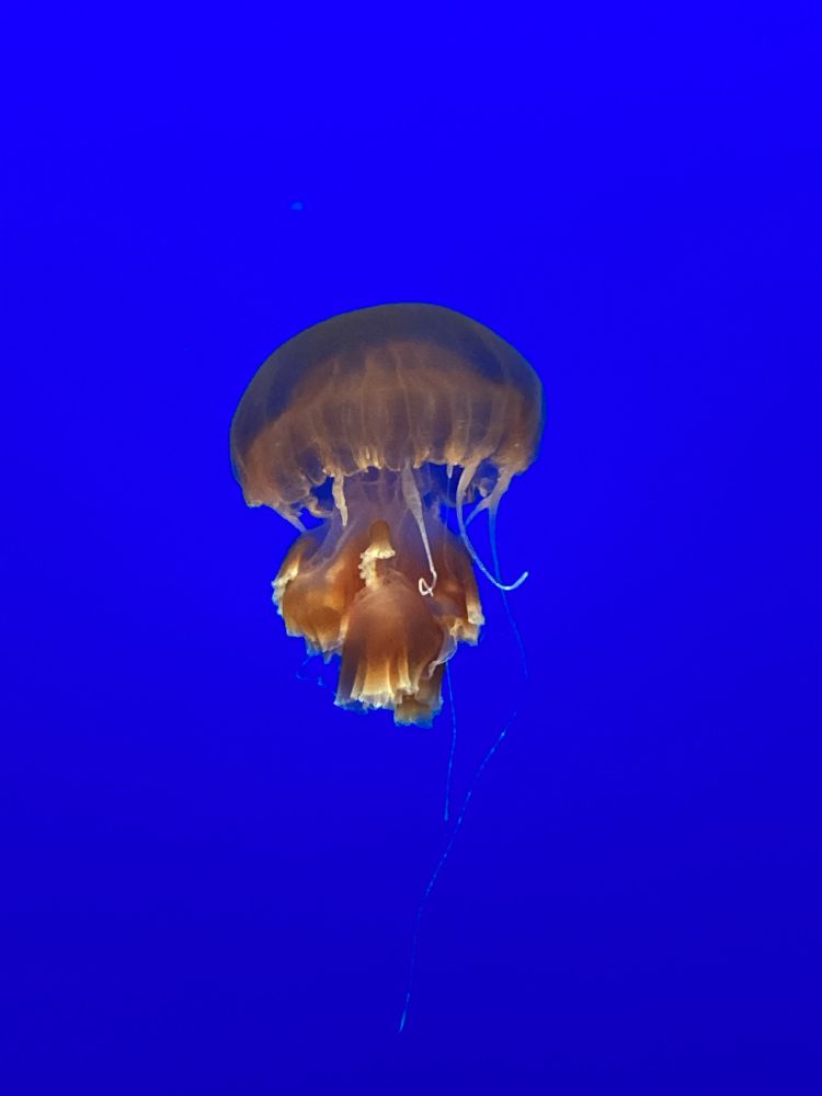A jellyfish floating in an aquarium tank