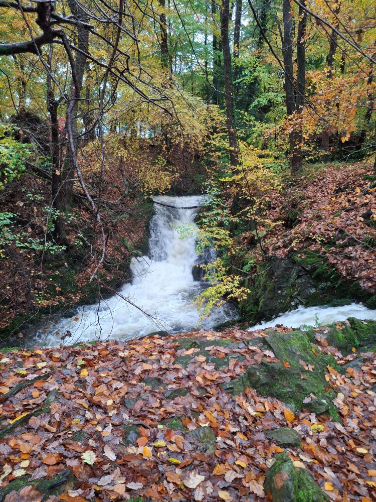 white water roaring over a waterfall in autumnal woods