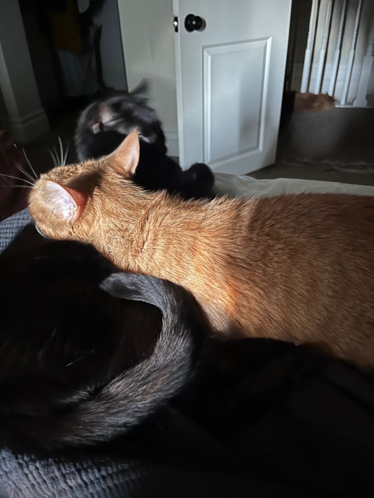 Blurry pic of an orange tabby laying on a black cat while the black cat grooms the orange cat. The photo blurred because they were purring so hard and were so happy. 