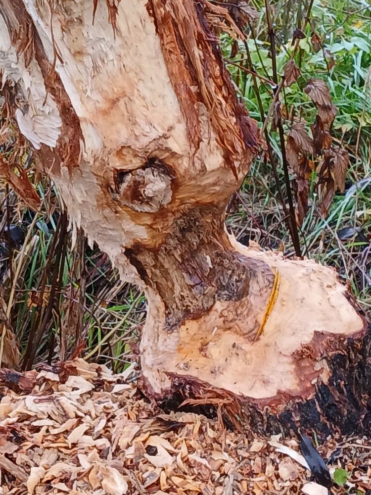 Stamm einer Kopfweide mit Nagerspuren.