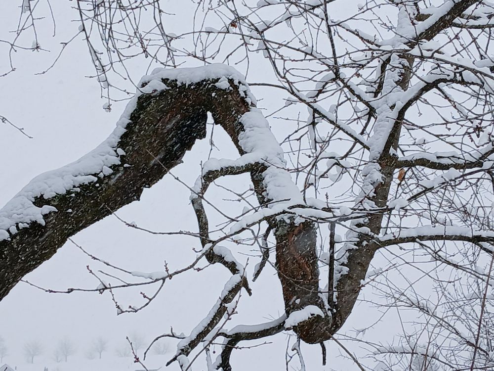 Ein dicker Ast eines Baumes mit einem Knick, der wie ein 'V' aussieht.