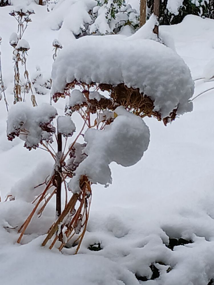 Verschiedene, dick mit Schnee bedeckte Pflanzen in einem Garten. Das im Vordergrund ist eine Fetthenne.