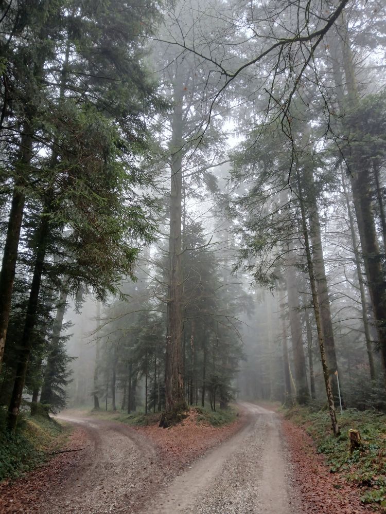 Wegverzweigung mit hohem Baum in der Mitte.