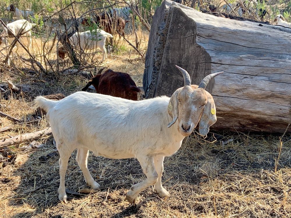 A photo of a white goat with horns walking from left to right but with its face turned to the camera in interest. Behind it there is a large, old, felled, tree trunk on its side which, shortly after this picture was taken, the goat will use to scratch itself on. The foreground has short grass but in the background there are taller straggly bushes and goats behind them munching on the grass.