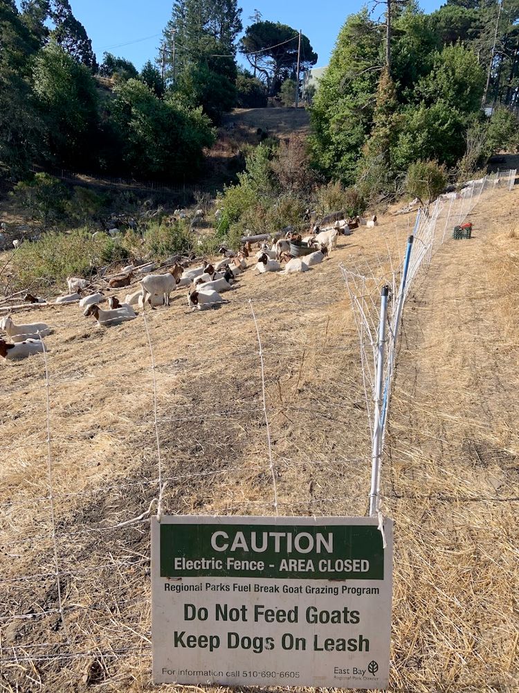 A photo of an area of Tilden Park on the Berkeley Hills showing an electric fence with part of a large herd of goats visible inside it (there's also a specially trained dog here, not in view, that defends the herd). The grass inside the fence is notably shorter than the grass just outside it. There are trees in the distance and a sign in front that reads:

CAUTION
Electric Fence - AREA CLOSED
National Parks Fuel Break Goat Grazing Program
Do not Feed Goats
Keep Dogs on Leash
For more information call 510-690-6605. East Bay Regional Park District.