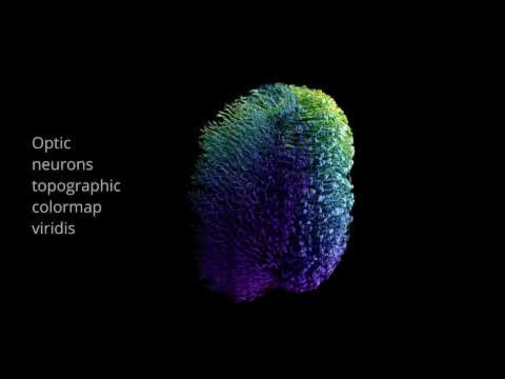 In the Eye of a Fly: Connectome spiking neural activity simulation