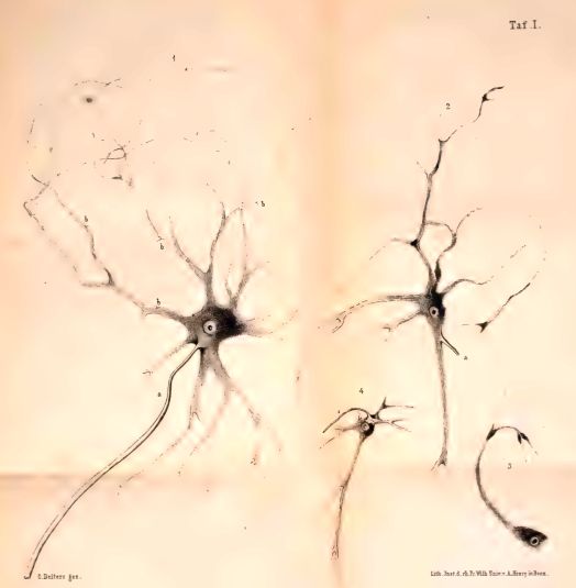 Early renderings of neurons c1865