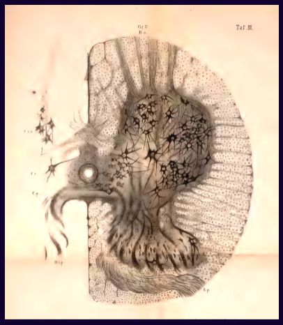 Early renderings of neurons in spinal cord c1865
