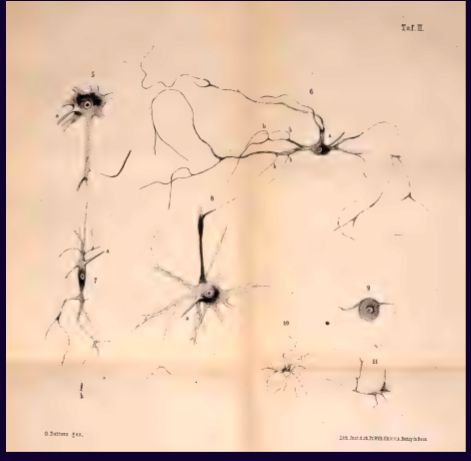 Early renderings of neurons c1865