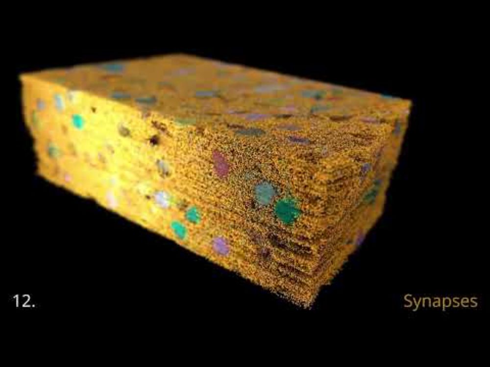The Neuron, the Synapse, and the Connectome