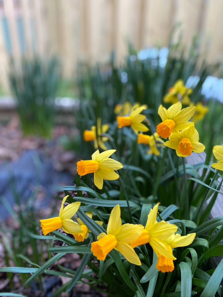 Yellow narcissus in bloom.