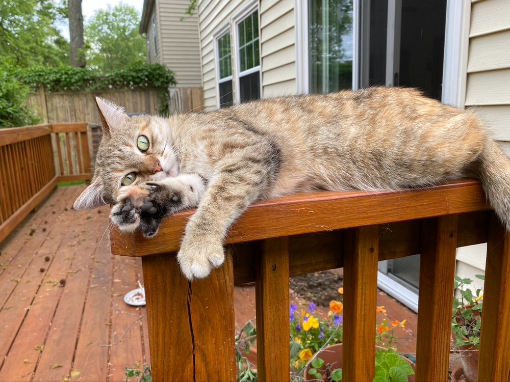 Beautiful Tabby cat with green eyes is on a deck railing, with one paw draped and an extended paw.
