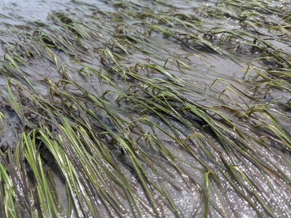 Fisheries committee to hear presentation on seagrasses | Coastal Review