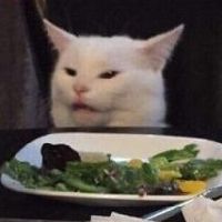 Katze mit Ohren auf 2 Uhr gestellt, leicht zusammengekniffenen Augen und leicht geöffnetem Mund, sitzt am Tisch vor einem Teller mit Salat und sieht krawallig aus