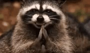 a raccoon is sitting on its hind legs with its hands folded in prayer .