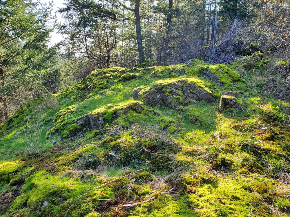 A mossy rocky sunlit knoll.