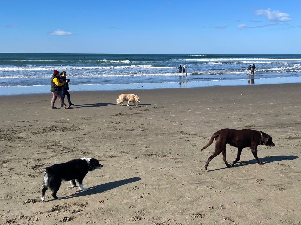 My dog Disco making friends with another dog on Ocean Beach.