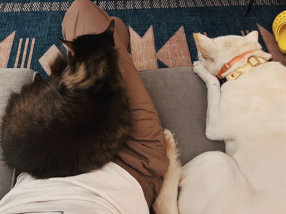 Sitting on the couch with my cat Murray in my lap and dog Bene next to me
