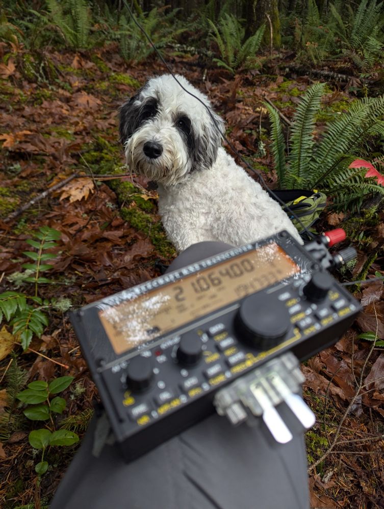 The image shows a fluffy white and black dog sitting on the forest floor, looking at the camera with a curious expression. In the foreground, there is a close-up view of a small black electronic device, possibly a portable radio or communication device, held by someone whose knee is visible. The device has a digital display showing numbers and various dials and switches. The ground is covered with brown leaves, green moss, and ferns, adding to the forest setting.