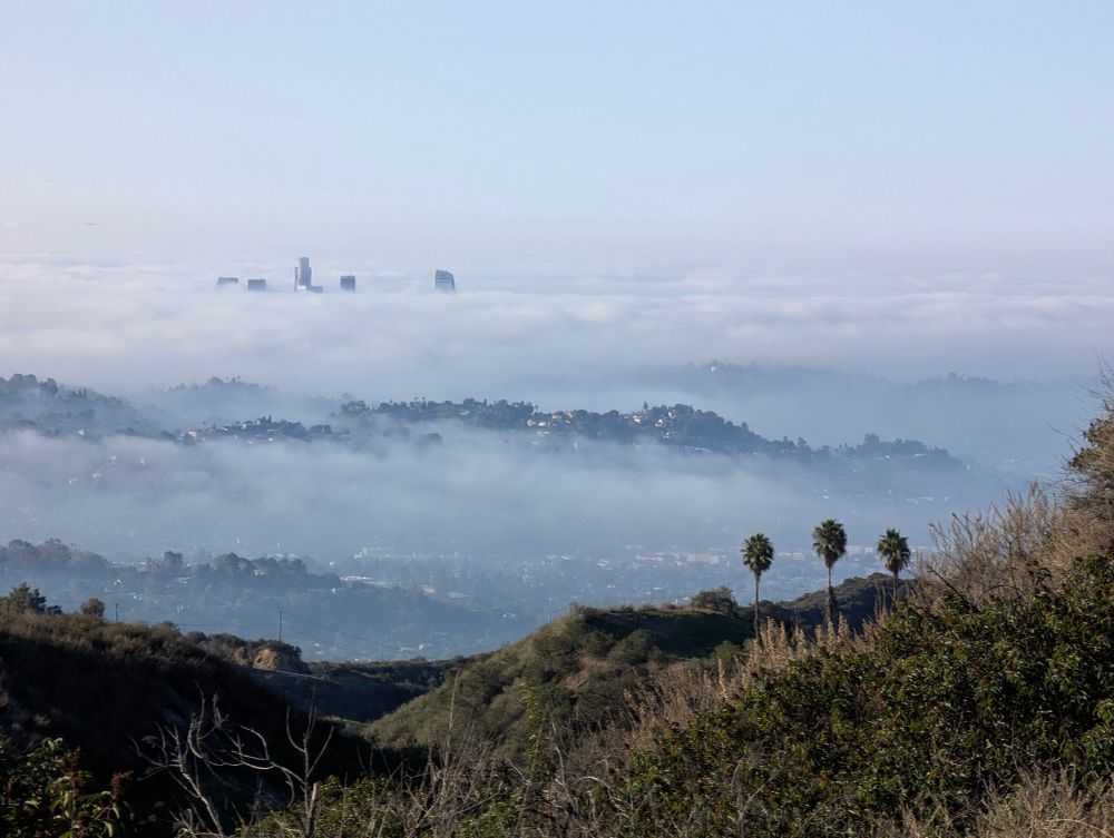 A foggy morning view from the hills, looking out over a valley blanketed in thick fog. Only the tops of tall buildings rise above the fog in the distance, surrounded by soft blue-gray layers of hills. In the foreground, a few palm trees and green shrubs stand out against the haze, creating a peaceful, dreamlike scene.
