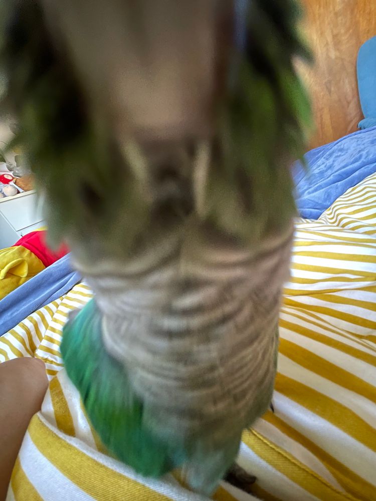 budou the turquoise green cheek conure stretching his neck out to lick the camera