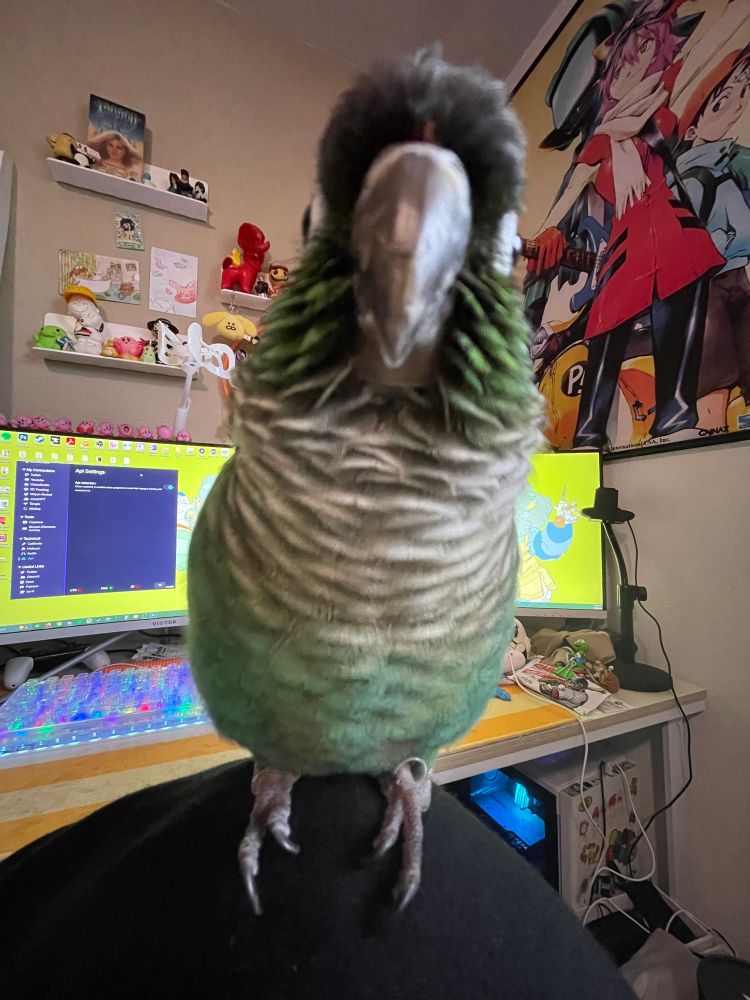 budou the turquoise green cheek conure from the front