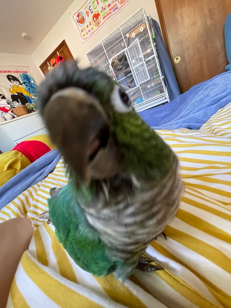 budou the turquoise green cheek conure standing and looking forward, reaching his beak forward slightly