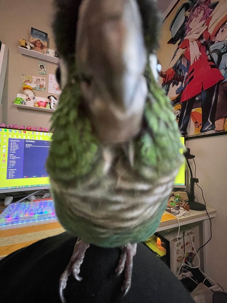 budou the turquoise green cheek conure leaning into the camera