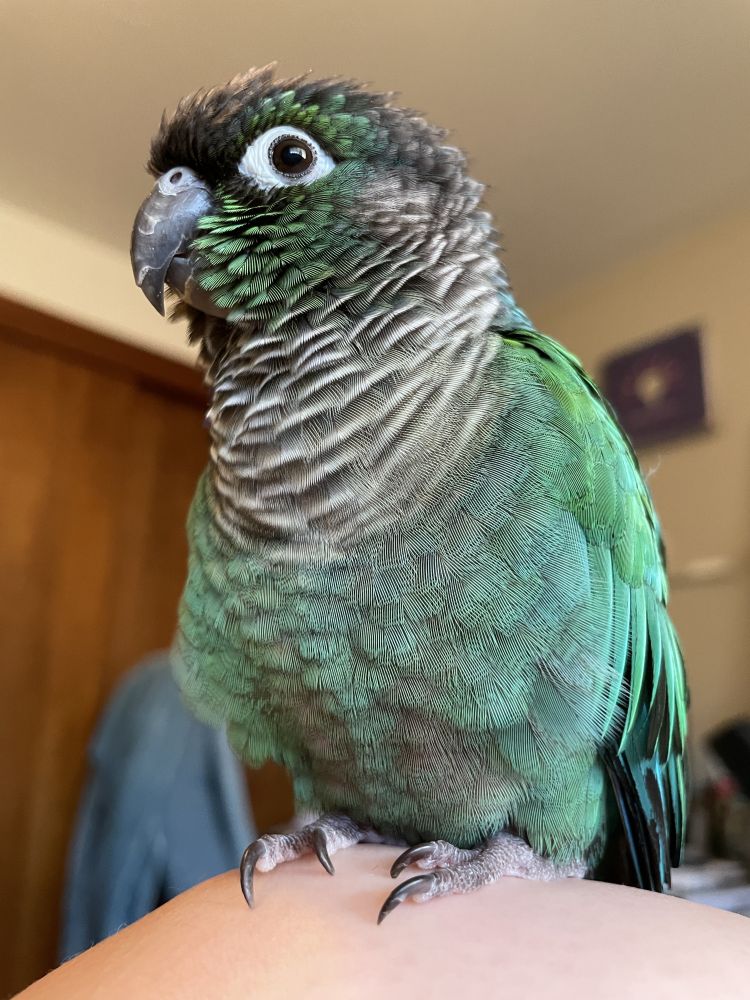 photo of budou the turquoise green cheek conure! he is happy